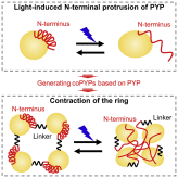 Reversible molecular motional switch based on circular photoactive protein oligomers exhibits unexpected photo-induced contraction