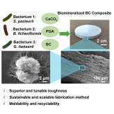 Scalable bacterial production of moldable and recyclable biomineralized cellulose with tunable mechanical properties